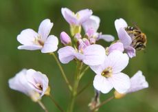 Wiesenschaumkraut-68.jpg